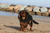KING CHARLES SPANIEL 065